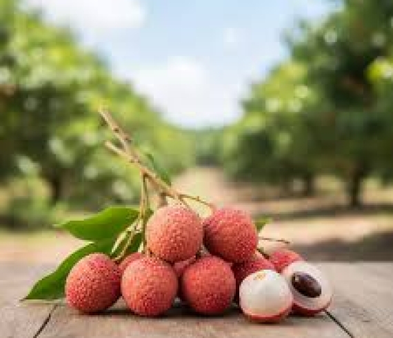Tuyệt Chiêu Chọn Vải Thiều Chín Tới, Mọng Nước Và Cách Giữ Vải Tươi Roi Rói Cả Tháng