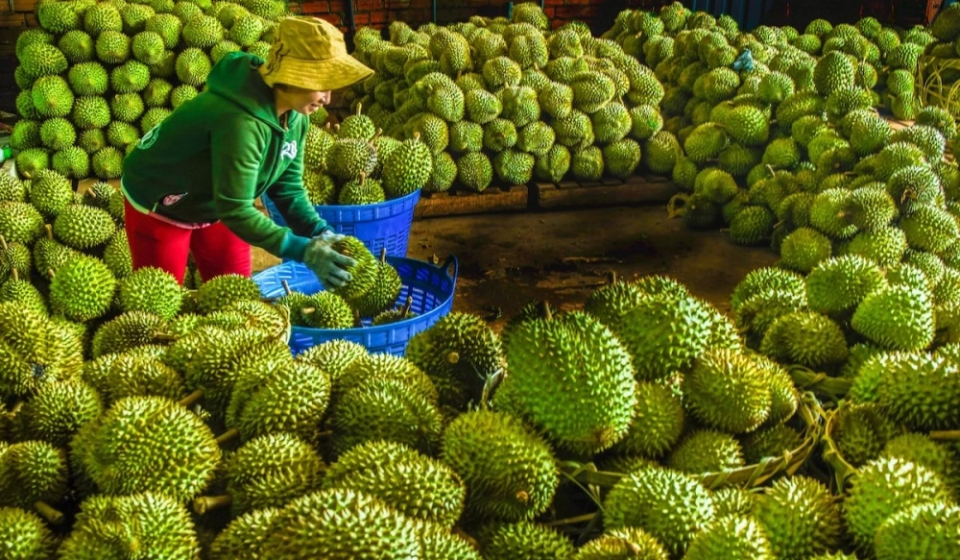 Vượt thanh long, sầu riêng dẫn đầu kim ngạch xuất khẩu trái cây
