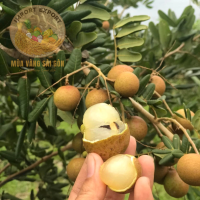 Nhãn Xuồng Cơm Vàng Vũng Tàu