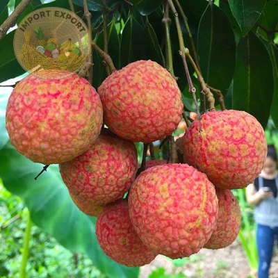 Vải Thiều Lục Ngạn Chín Sớm