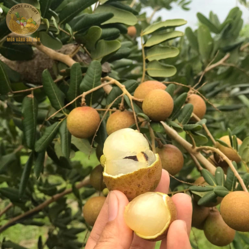 Nhãn Xuồng Cơm Vàng Vũng Tàu