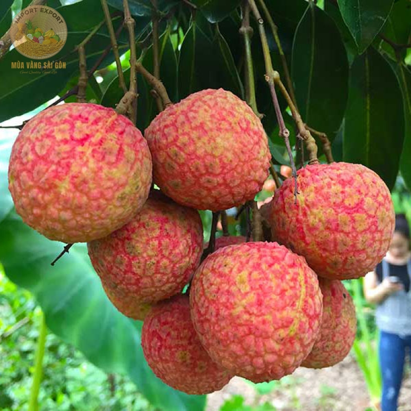Vải Thiều Lục Ngạn Chín Sớm