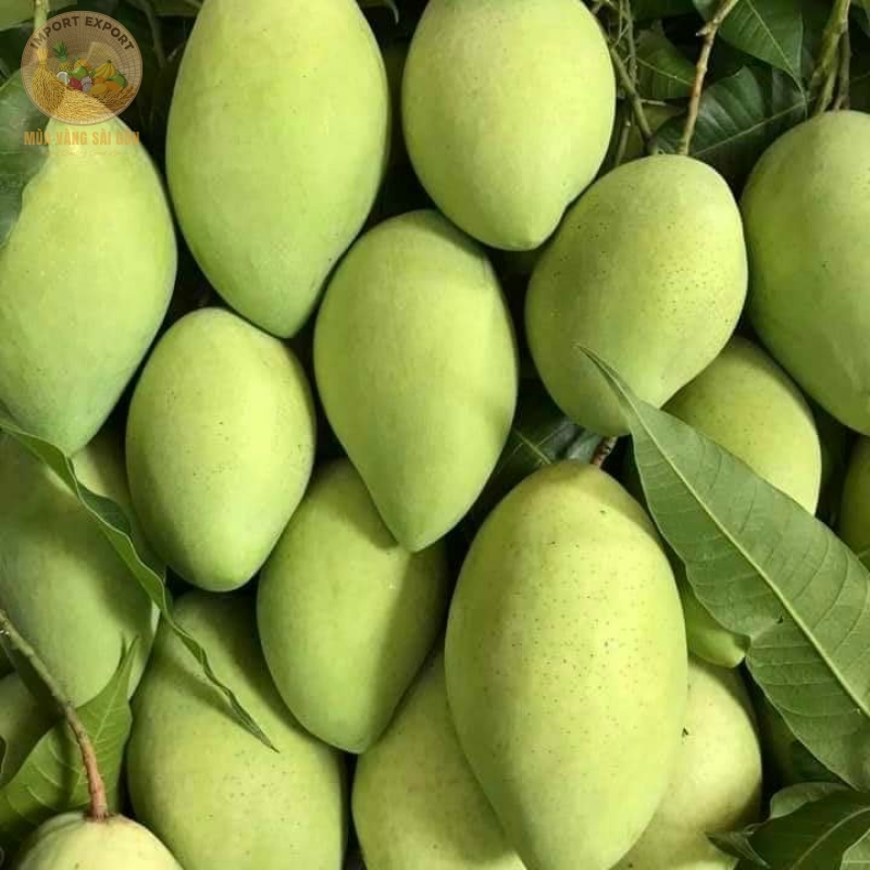 Xoài Cát Hòa Lộc Cao Cấp